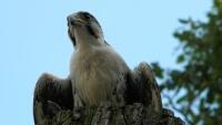 sokol peregrine